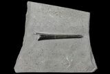 Fossil Belemnite (Youngibelus) - Germany #106358-1